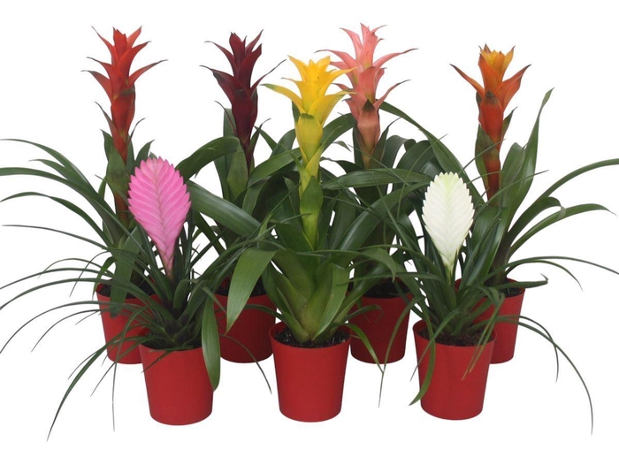 <h4>Bromelia   ...mix</h4>