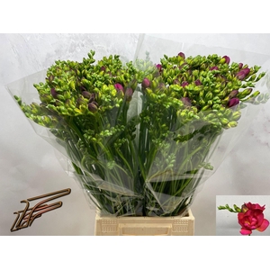 Freesia du Expression