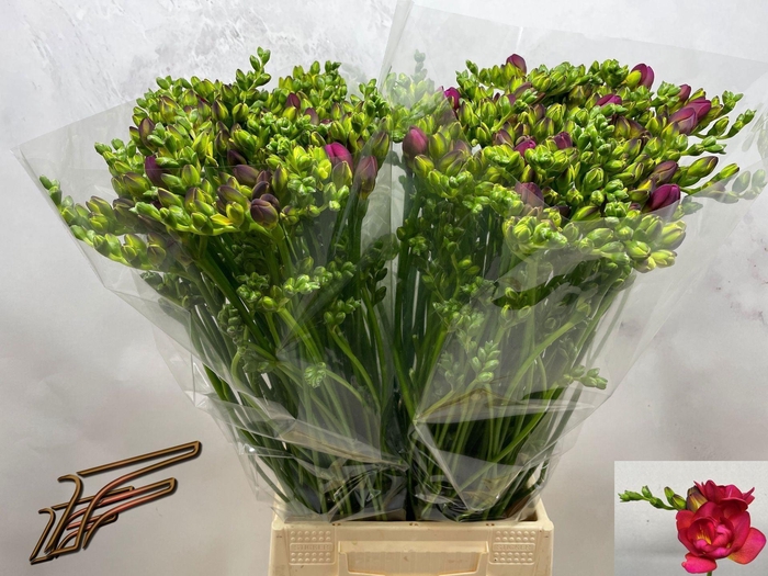 <h4>Freesia du Expression</h4>