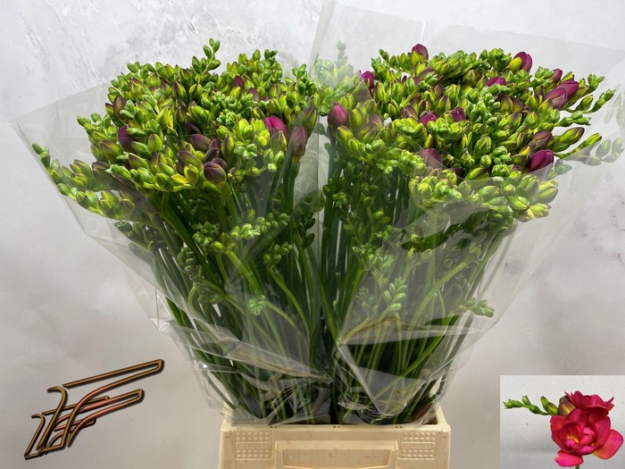 <h4>Freesia du Expression</h4>