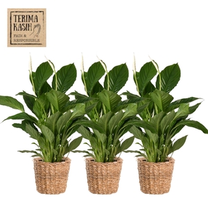 ARR SPATHIPHYLLUM