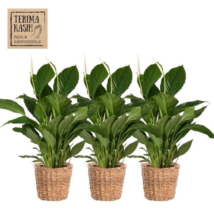 <h4>ARR SPATHIPHYLLUM</h4>
