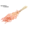 Lagurus Premium per bunch Intense Light Pink