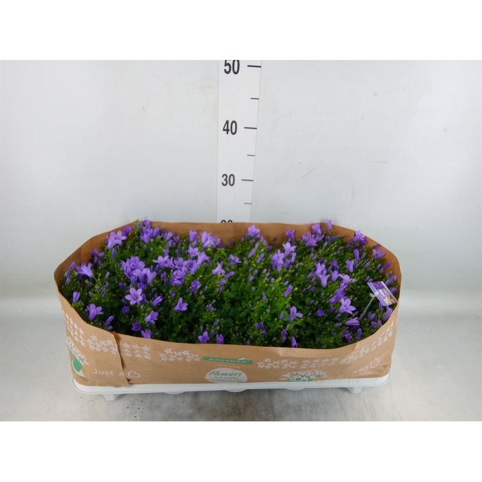 <h4>Campanula porten.</h4>