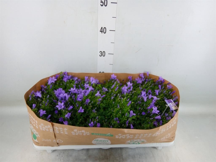 Campanula porten.