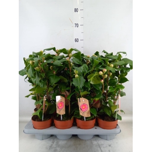 Camellia japonica 'Dr King'