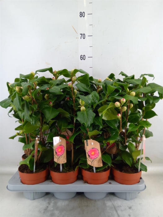 <h4>Camellia japonica 'Dr King'</h4>