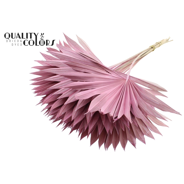 <h4>Sun Spear per stem Frosted Pink</h4>