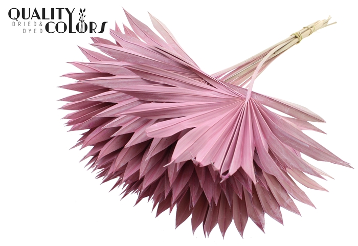 Sun Spear per stem Frosted Pink