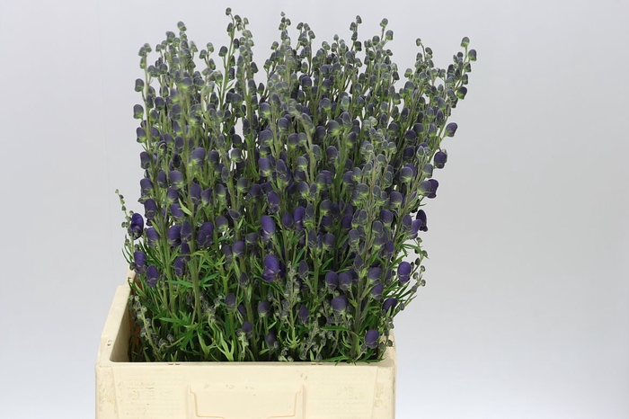 <h4>Aconitum Napellus</h4>