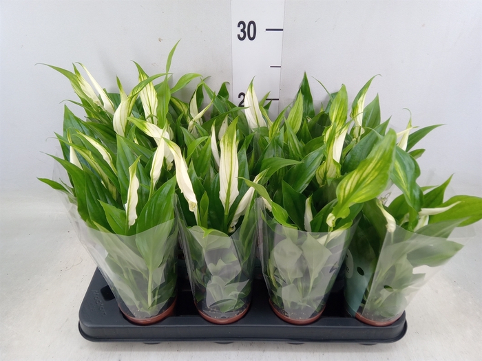 <h4>Spathiphyllum  'Pearl Cupido'</h4>