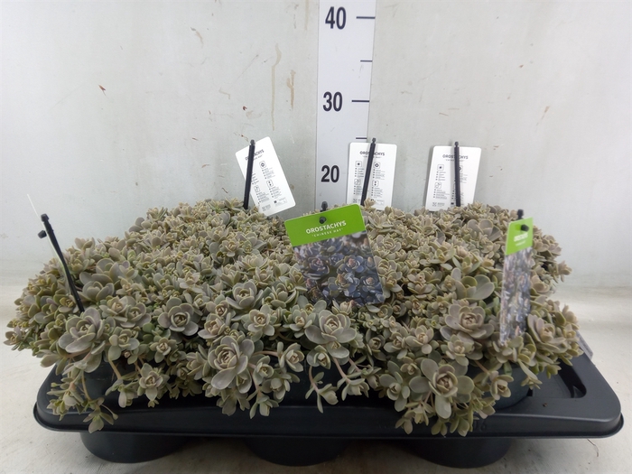 <h4>Orostachys furusei</h4>