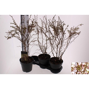 PRUN INC KOJOU-NO-MA