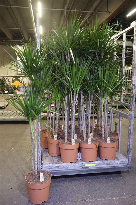 <h4>Dra Marginata</h4>
