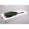 Aspidistra Italia