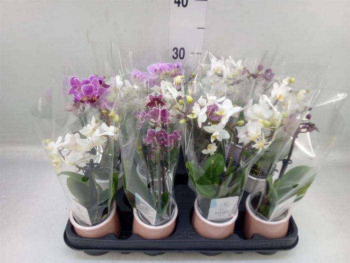 <h4>Phalaenopsis ...mini</h4>