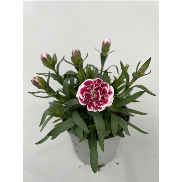 <h4>Dianthus OS Purple Star p9</h4>