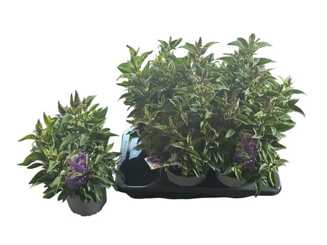 <h4>BUDD BFC LITT PURPLE</h4>