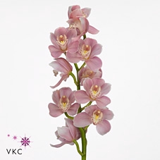 <h4>Cymb T Hyzenthly</h4>