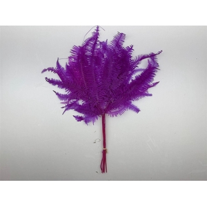 Pres Bracken Fern Cerise 10pcs Bunch