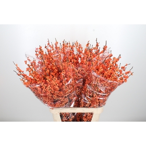 Ilex Ve Winter Gold