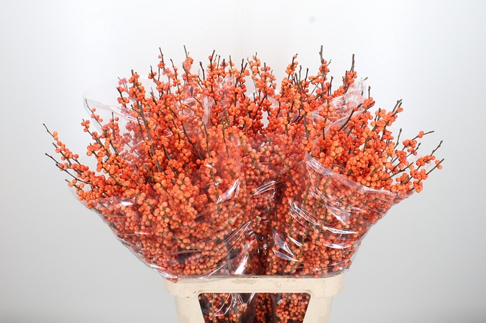 <h4>Ilex Ve Winter Gold</h4>