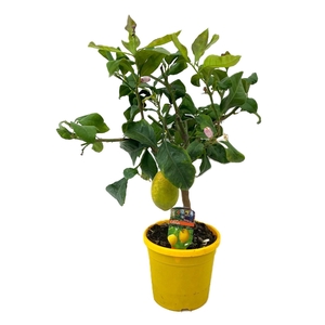 Citrus lemon