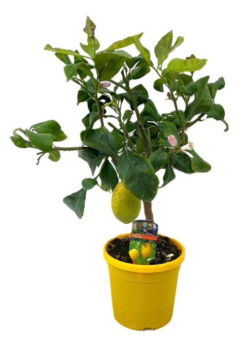 <h4>Citrus lemon</h4>