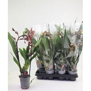 ORCHIDEEEN GEM