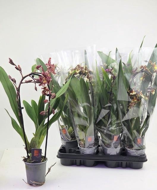 <h4>ORCHIDEEEN GEM</h4>