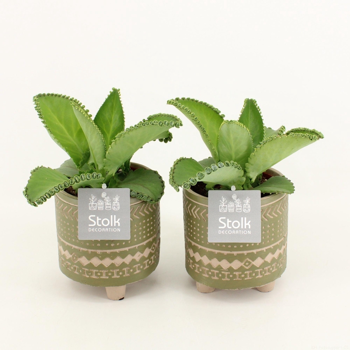 <h4>Kalanchoe Daigremontiana in Maya Green pot</h4>