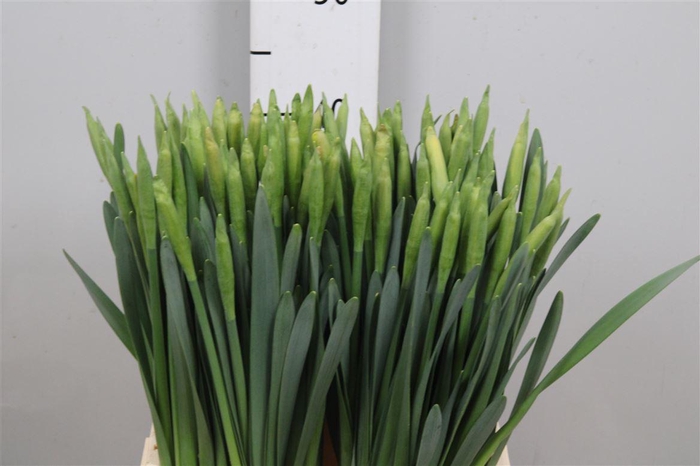 <h4>Narc T Dutch Master</h4>