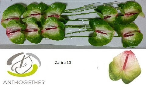 <h4>Anthurium zafira</h4>