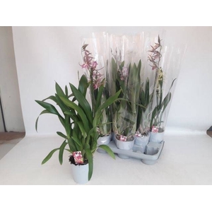 BRASSIA SUMMER DREAM