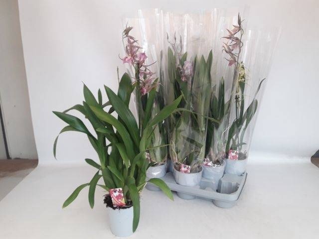 <h4>BRASSIA SUMMER DREAM</h4>
