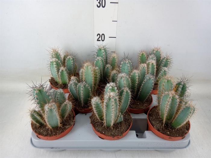 <h4>Cereus   ...</h4>