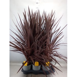 Cordyline austr. 'Red Star'