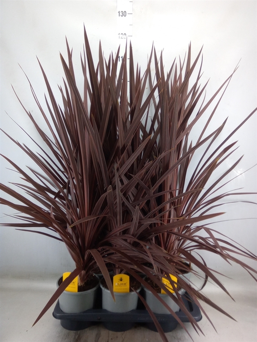 <h4>Cordyline austr. 'Red Star'</h4>