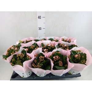 Kalanchoe   ...