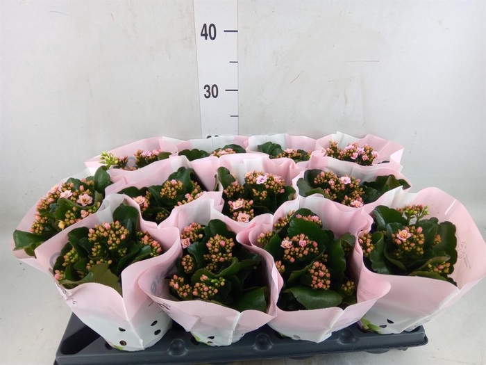 <h4>Kalanchoe   ...</h4>
