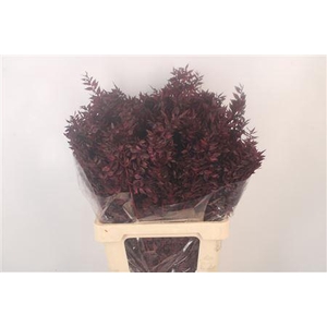 Ruscus. Bordeaux Per Stem