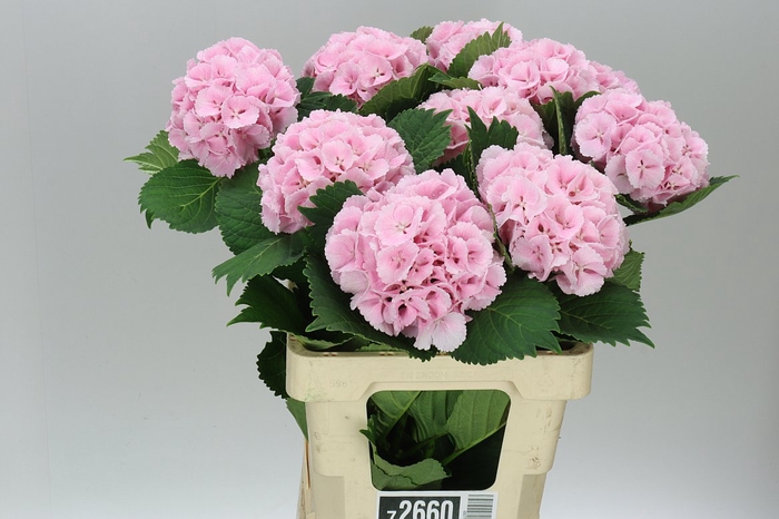 <h4>Hyd Lolly Pop Pink Pale</h4>