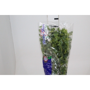 BUPLEURUM GREEN GOLD 070 CM