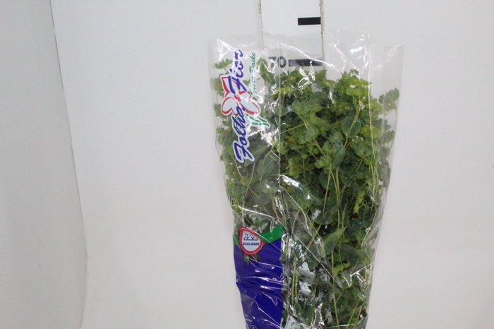 BUPLEURUM GREEN GOLD 070 CM