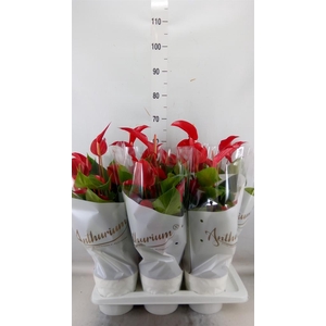 Anthurium  'Banderola Roja'