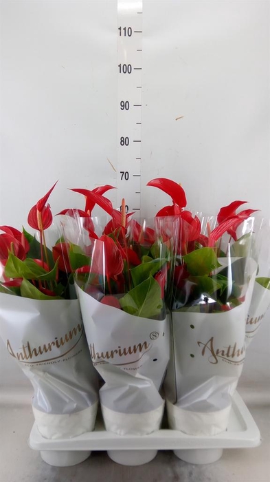 <h4>Anthurium  'Banderola Roja'</h4>