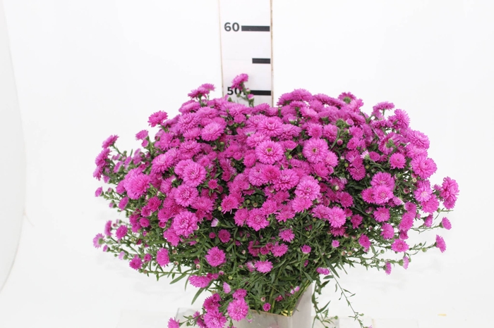 <h4>ASTER MARIANA 040 CM PINK</h4>