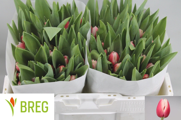 <h4>TU EN TIMELESS</h4>