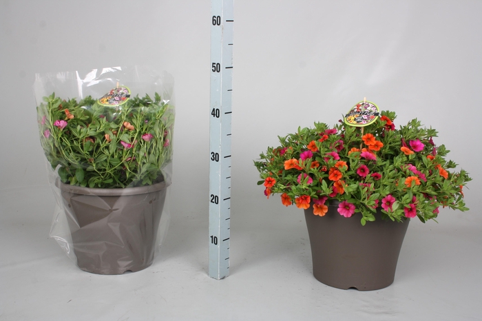 <h4>CALIB MINIF GEM POT</h4>