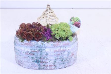 <h4>Arr Sempervivum Keramiek</h4>